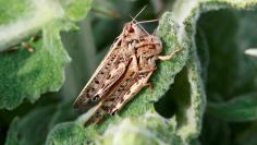 FILE PHOTO: Locusts are seen in a meadow near a wheat field near the town of Neftekumsk