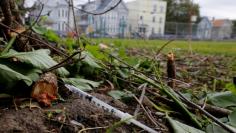 FILE PHOTO: A used needle sits on the ground in a park in Lawrence, Massachusetts, U.S., May 30, 2017.  REUTERS/Brian Snyder/File Photo 